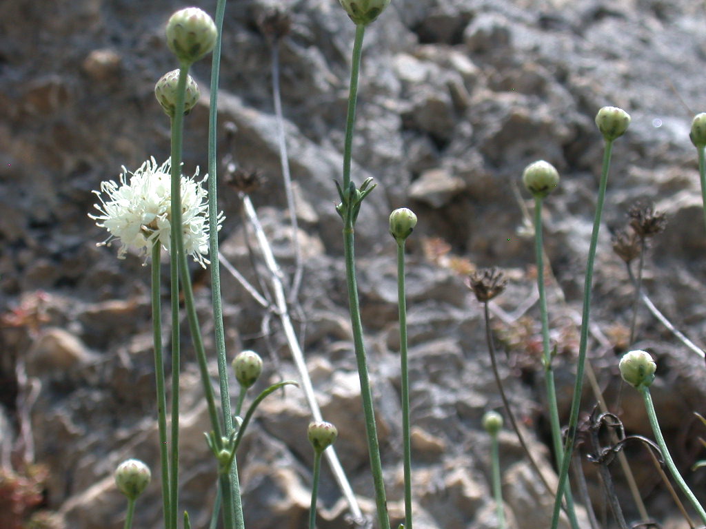 Cephalaria leucantha / Vedovina a teste bianche